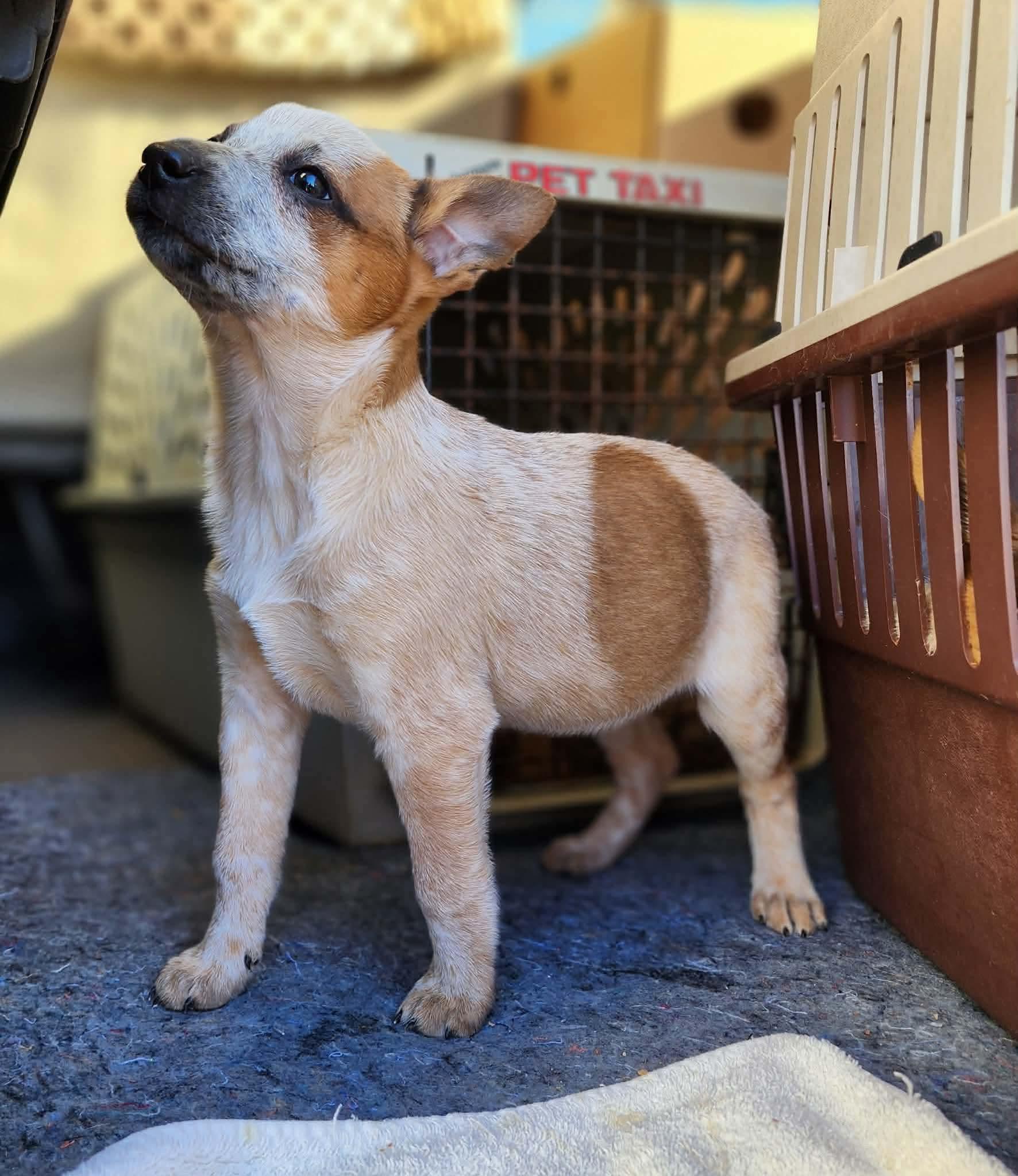 Enlarge Moana , a ADOPTABLE mixed breed in Centerville, TN image 3/3