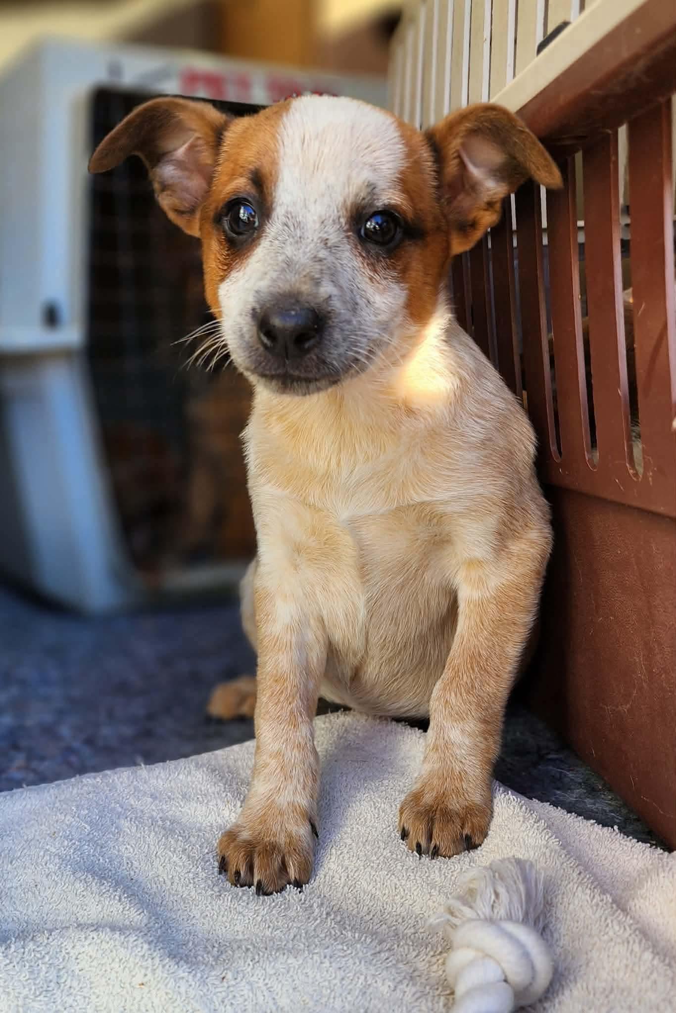 Enlarge Moana , a ADOPTABLE mixed breed in Centerville, TN image 1/3