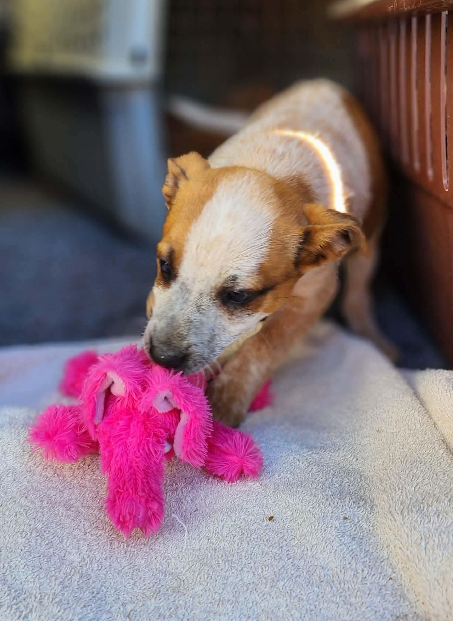 Enlarge Moana , a ADOPTABLE mixed breed in Centerville, TN image 2/3