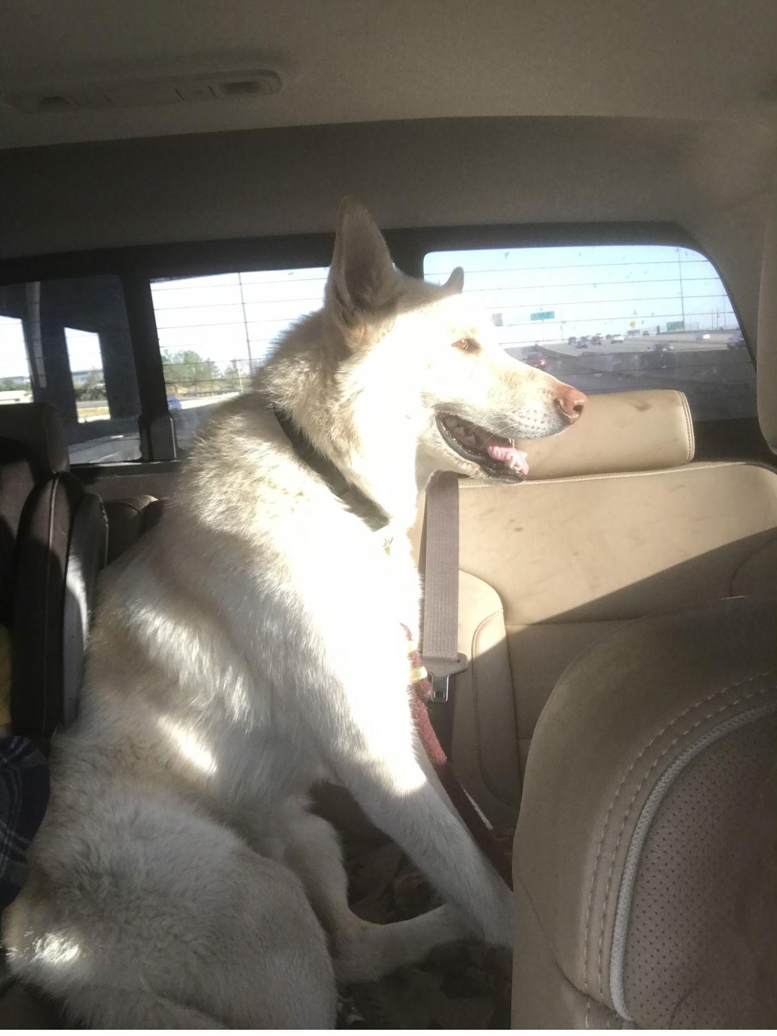 Spirit, Adoptable, Adult Male Shepherd.