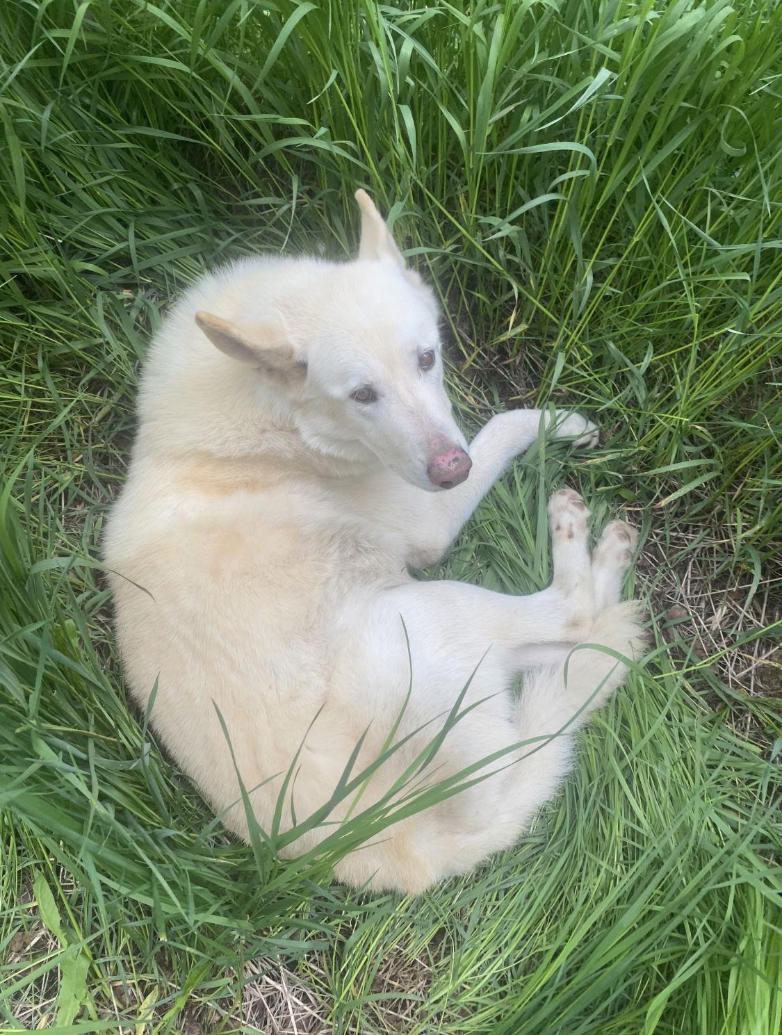 Spirit, a Adoptable Shepherd in Fort Collins, CO image 2/2