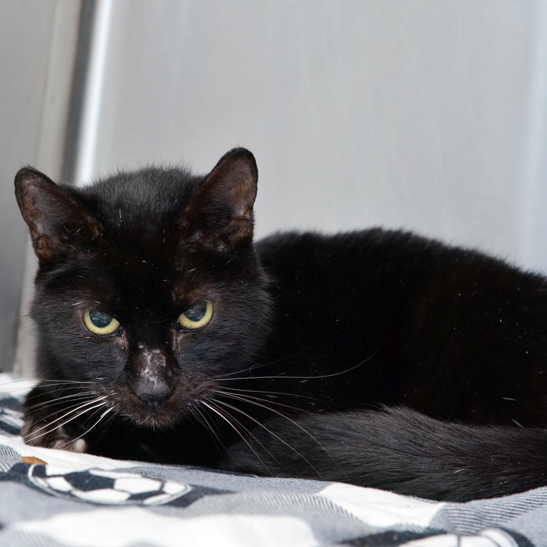 Lacy Cat — thumbnail 2