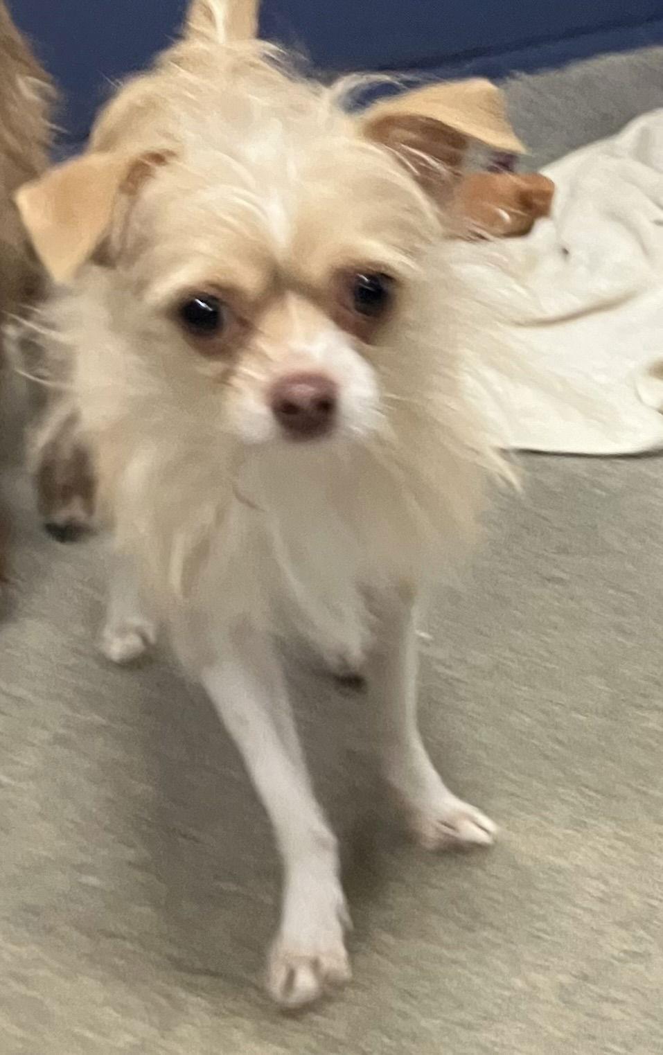 Sammie 6 months NO KIDS UNDER 10, Adopted, Young Male Shih Tzu.