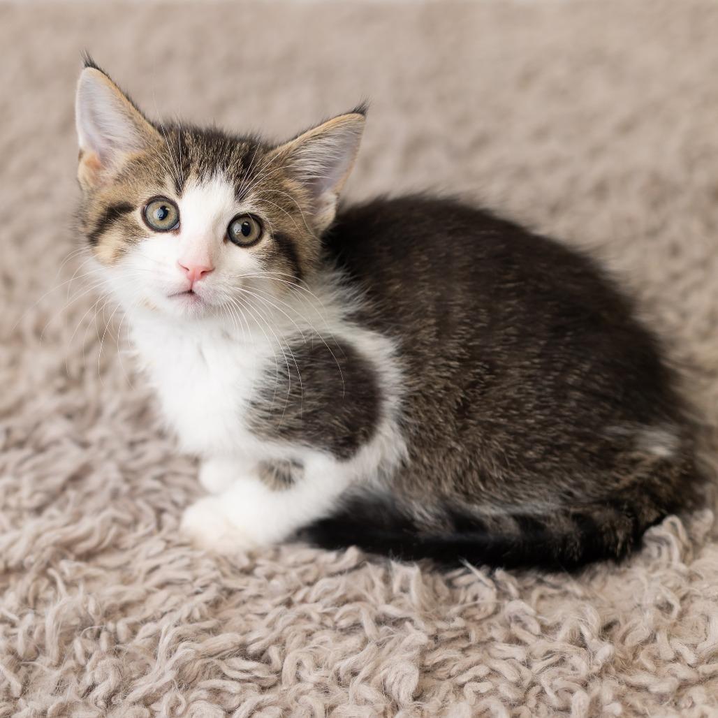 Scotty, a Adoptable Domestic Short Hair in St. Paul, MN image 1/6