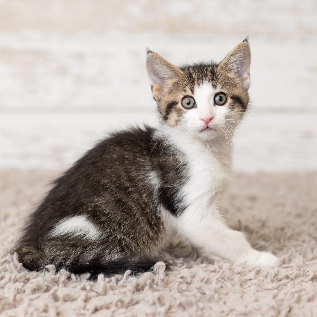 Scotty, a Adoptable Domestic Short Hair in St. Paul, MN image 2/6