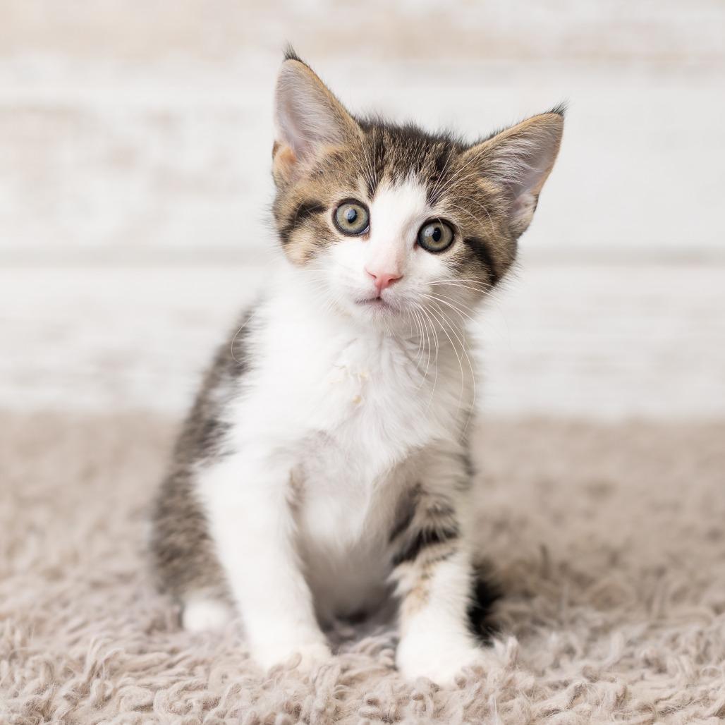 Scotty, a Adoptable Domestic Short Hair in St. Paul, MN image 3/6