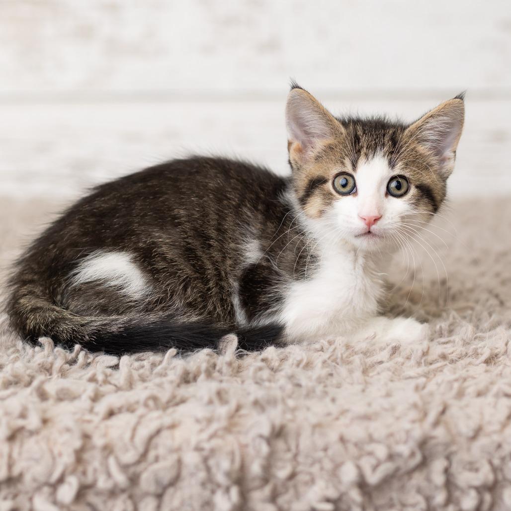 Scotty, a Adoptable Domestic Short Hair in St. Paul, MN image 4/6