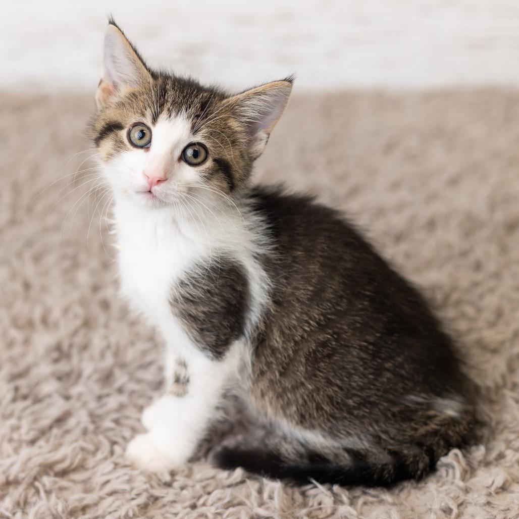 Scotty, a Adoptable Domestic Short Hair in St. Paul, MN image 5/6