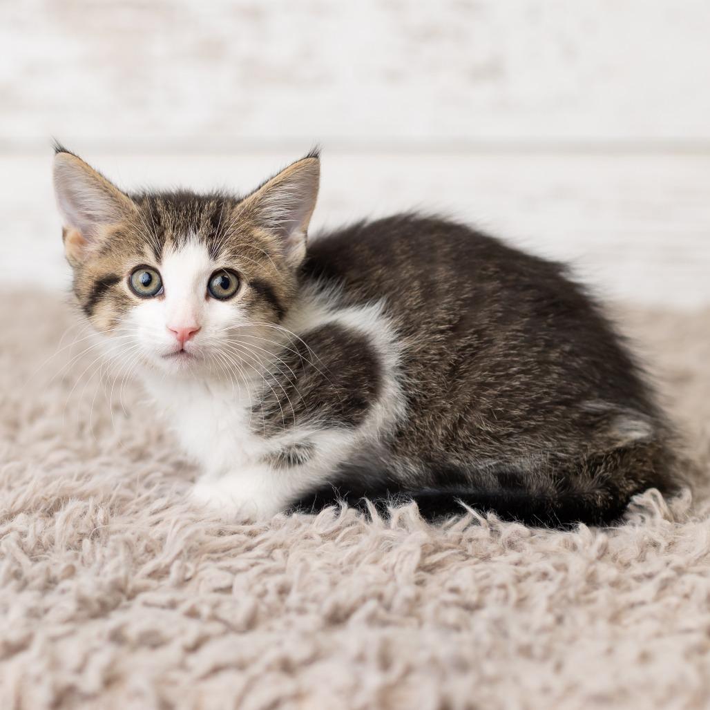 Scotty, a Adoptable Domestic Short Hair in St. Paul, MN image 6/6