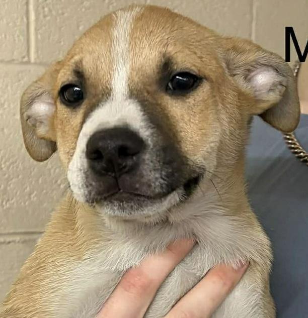 Enlarge MARK, an adopted mixed breed in Waverly, TN image 1/2