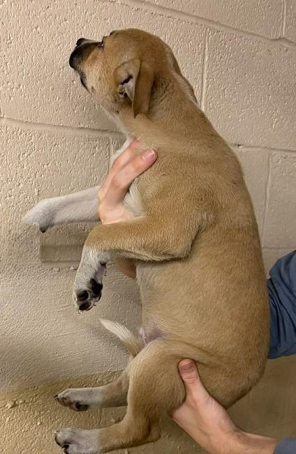 Enlarge MARK, an adopted mixed breed in Waverly, TN image 2/2