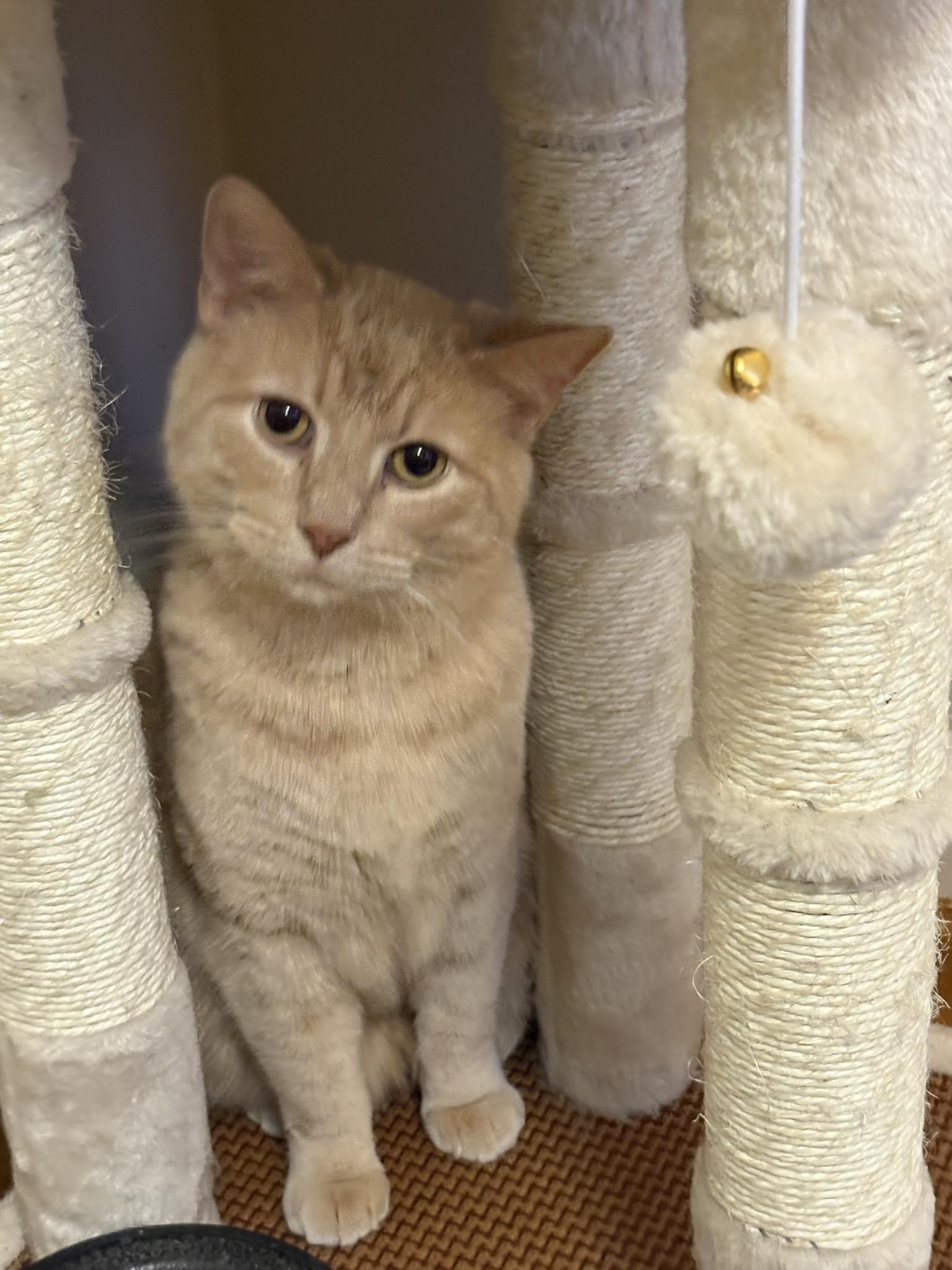 Sam, a Adoptable Domestic Short Hair in Bloomington, IL image 1/2