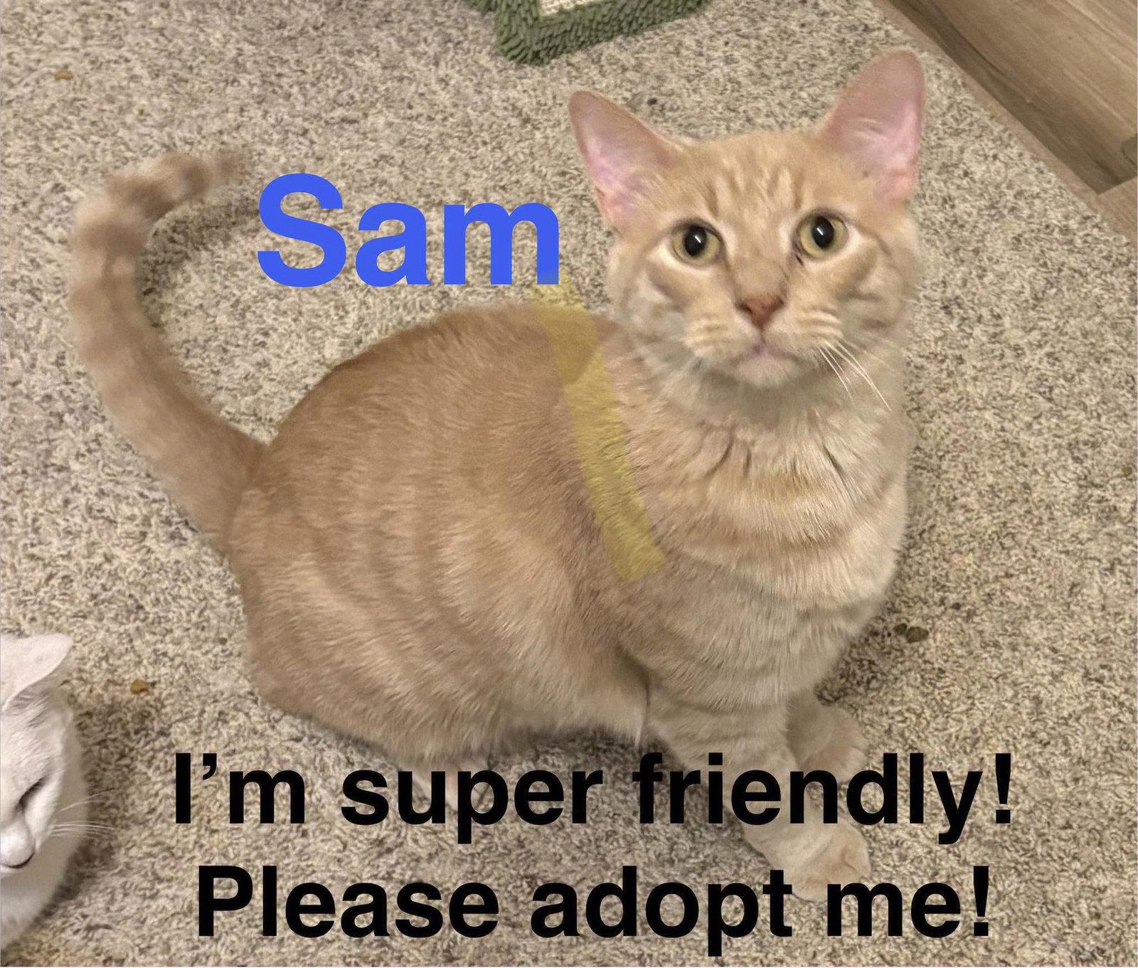 Sam, a Adoptable Domestic Short Hair in Bloomington, IL image 2/2