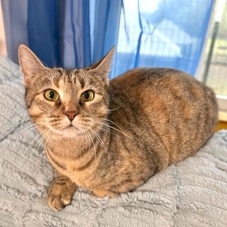 Candy Cane — thumbnail 5