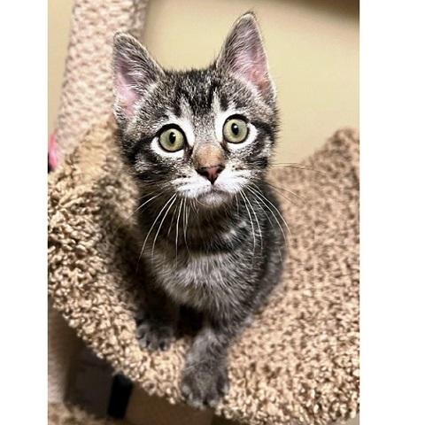 Enlarge Benito, a ADOPTABLE Tabby in Salt Lake City, UT image 2/2