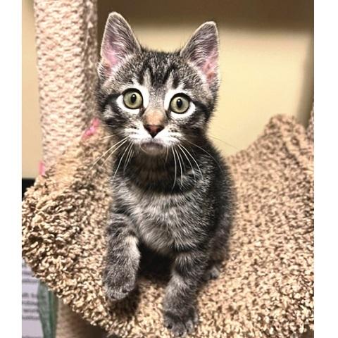 Benito, ADOPTABLE, Kitten Male Tabby.