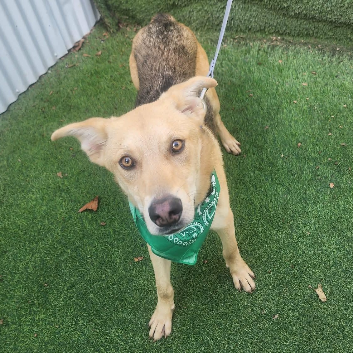 Teddy — thumbnail 4