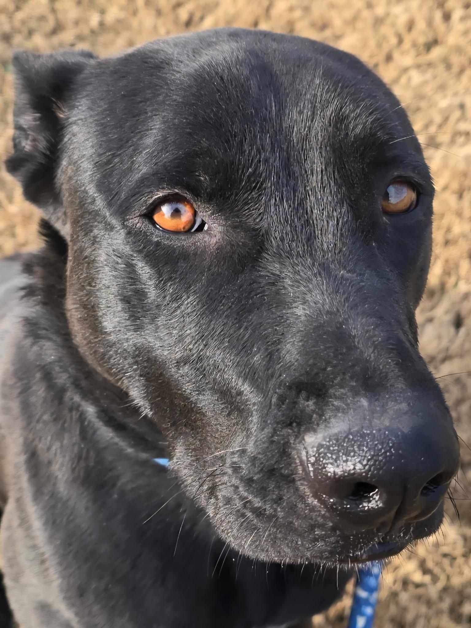 Enlarge DIESEL, a Adoptable mixed breed in Weatherford, TX image 2/6