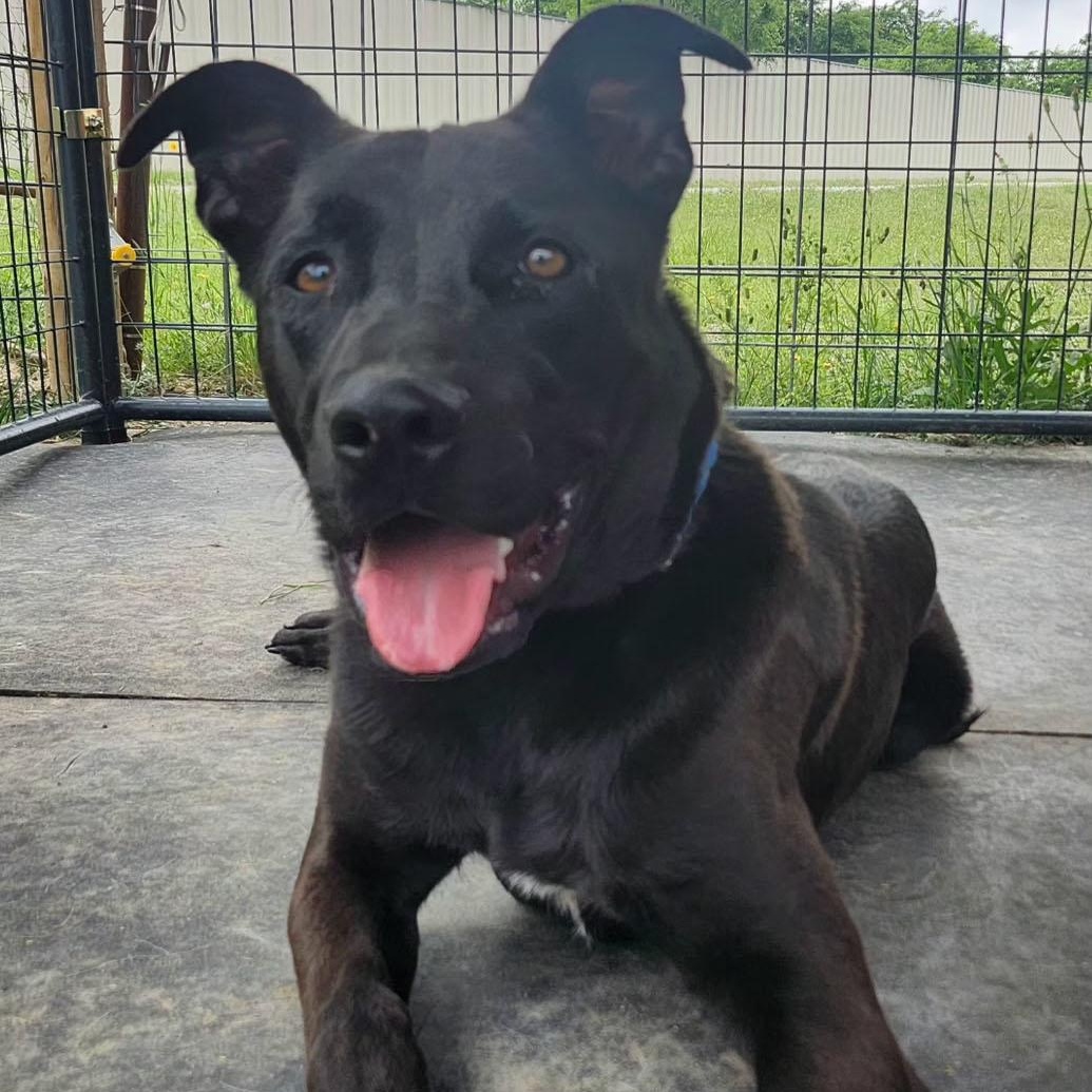 DIESEL, a Adoptable mixed breed in Weatherford, TX image 2/3