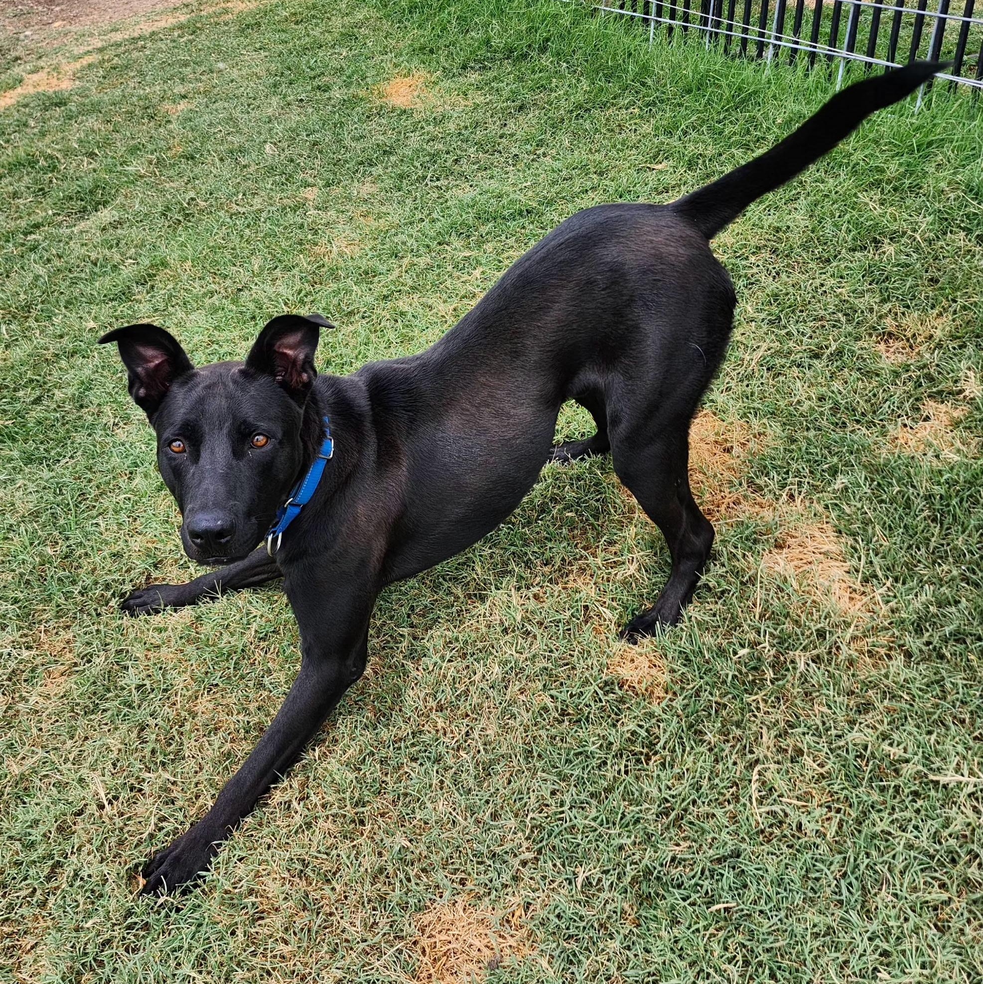 DIESEL, Adoptable, Young Male Labrador Retriever & Pit Bull Terrier.