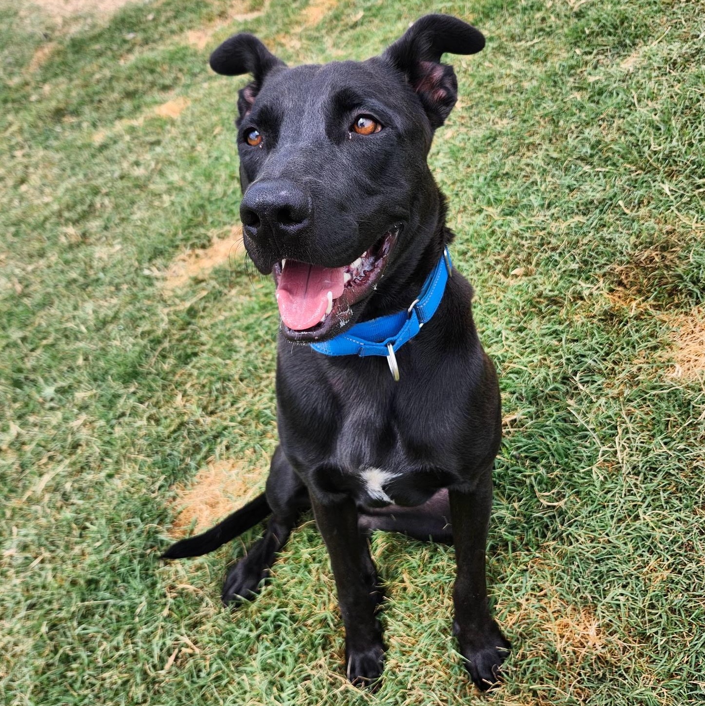 DIESEL, a Adoptable mixed breed in Weatherford, TX image 3/3