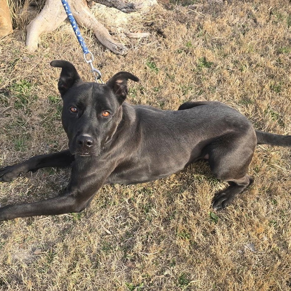 Enlarge DIESEL, a Adoptable mixed breed in Weatherford, TX image 3/6