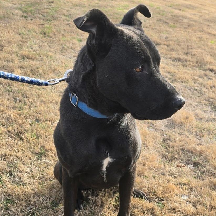 Enlarge DIESEL, a Adoptable mixed breed in Weatherford, TX image 1/6