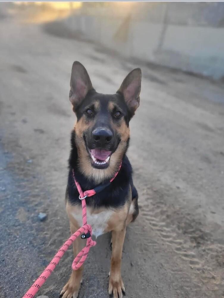 Felix, a Adoptable mixed breed in Pleasant Hill, CA image 1/6