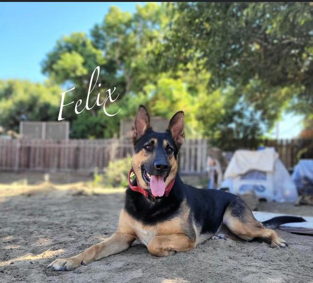 Felix, a Adoptable mixed breed in Pleasant Hill, CA image 5/6