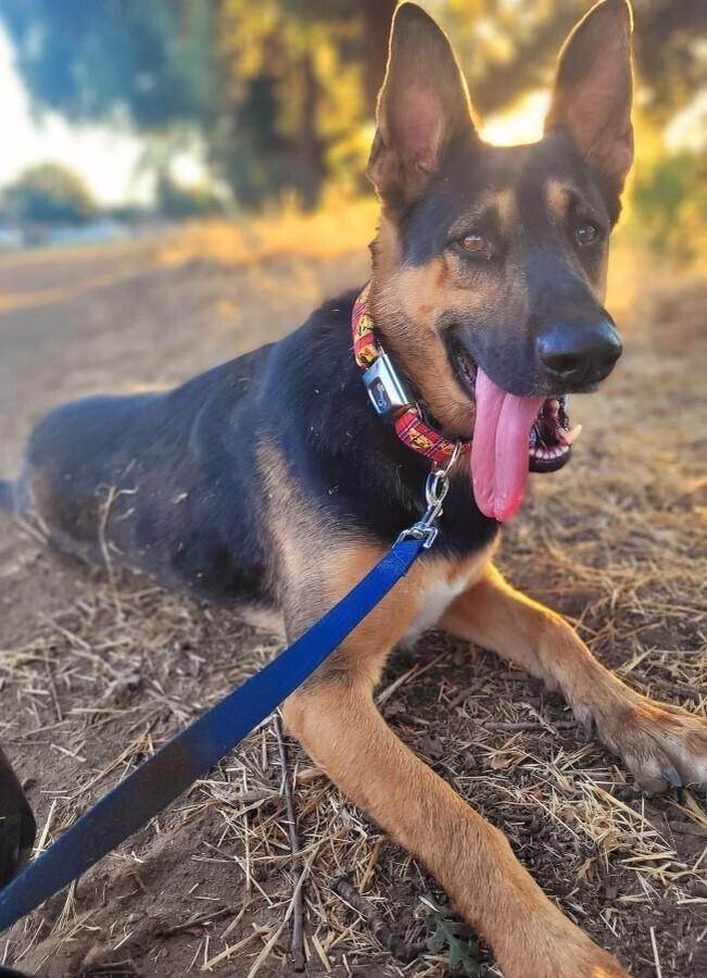 Felix, a Adoptable mixed breed in Pleasant Hill, CA image 6/6