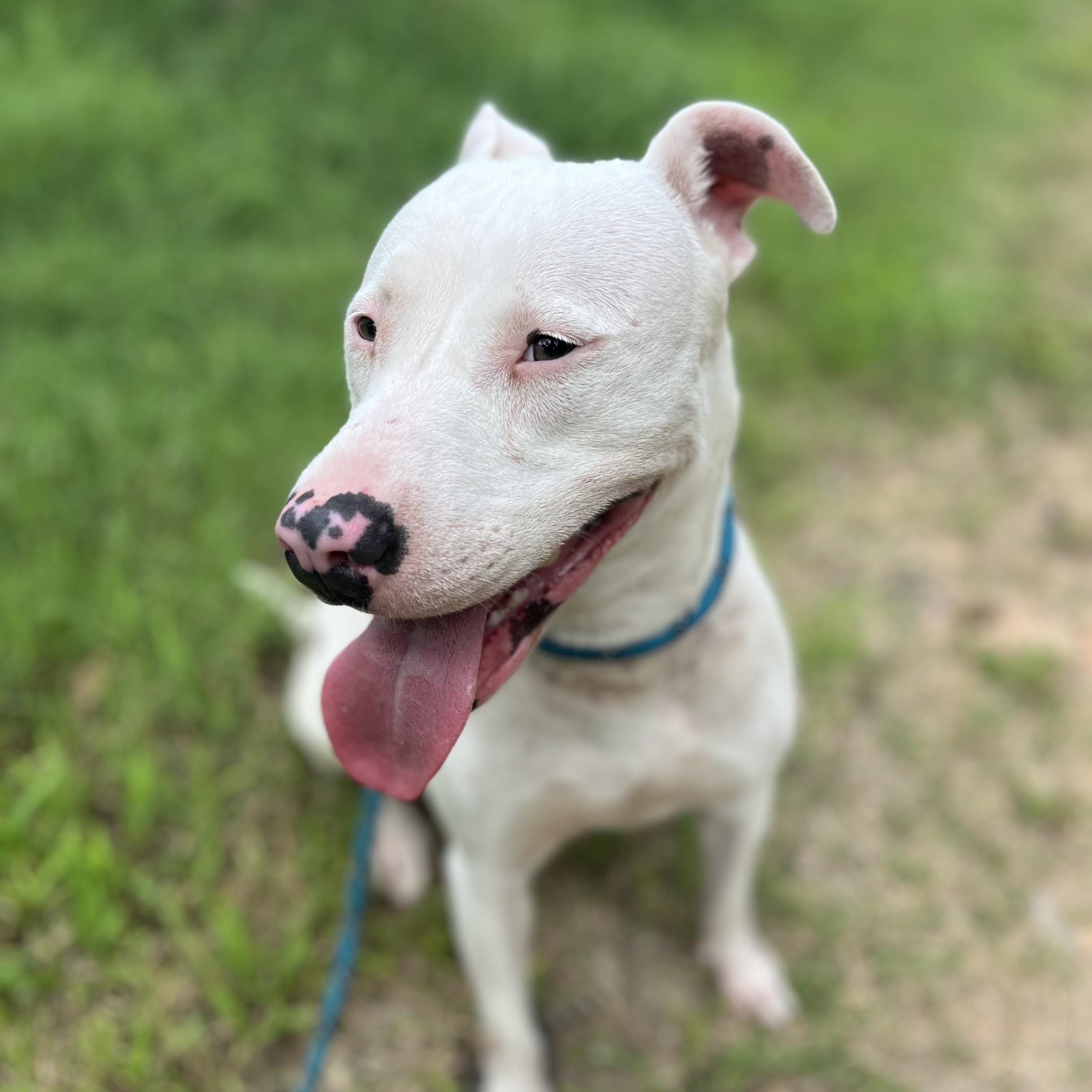 Enlarge Delilah, a Adoptable mixed breed in Leesburg , VA image 3/5
