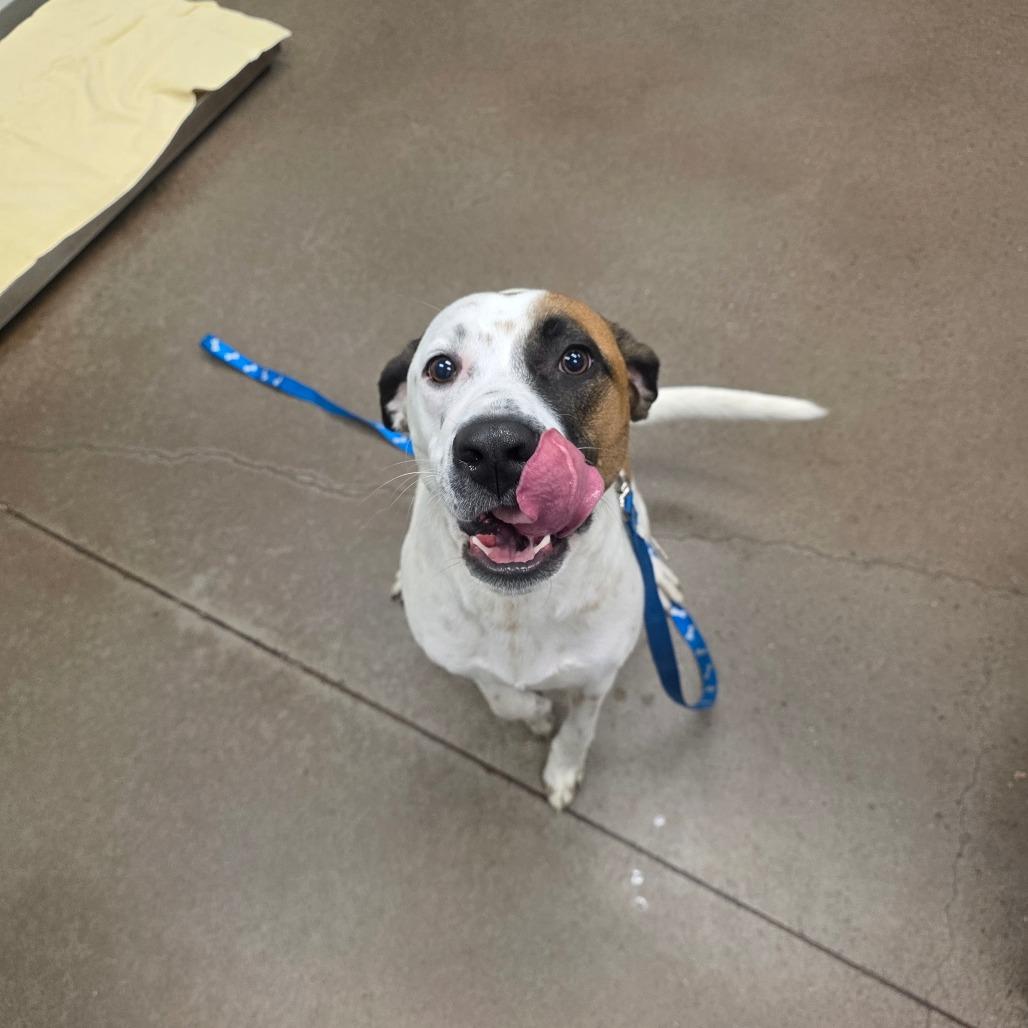 Enlarge Thorin, a Adoptable Retriever in Chattanooga, TN image 1/1