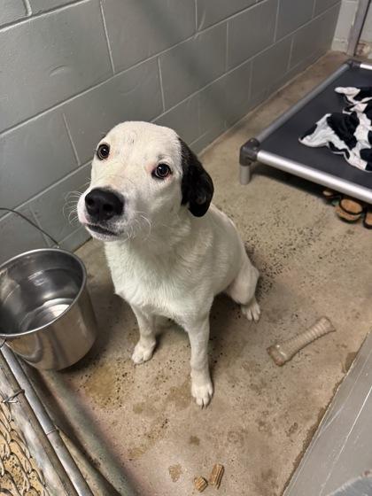 Enlarge RCA, a Adoptable Maremma Sheepdog in Marshall, NC image 1/2