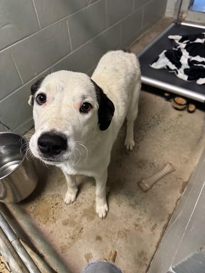 Enlarge RCA, a Adoptable Maremma Sheepdog in Marshall, NC image 2/2