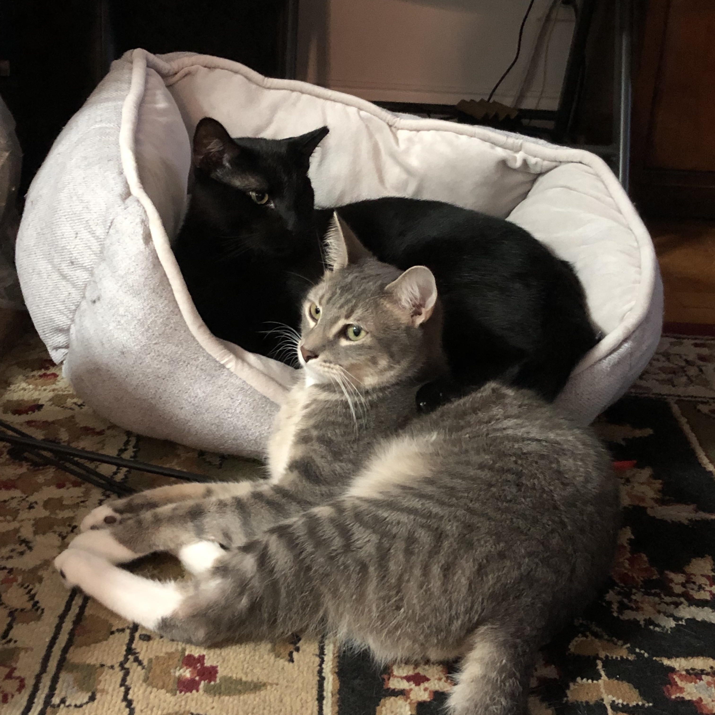 Enlarge Nero/Kirk, a Adoptable Domestic Short Hair in New York, NY image 4/6