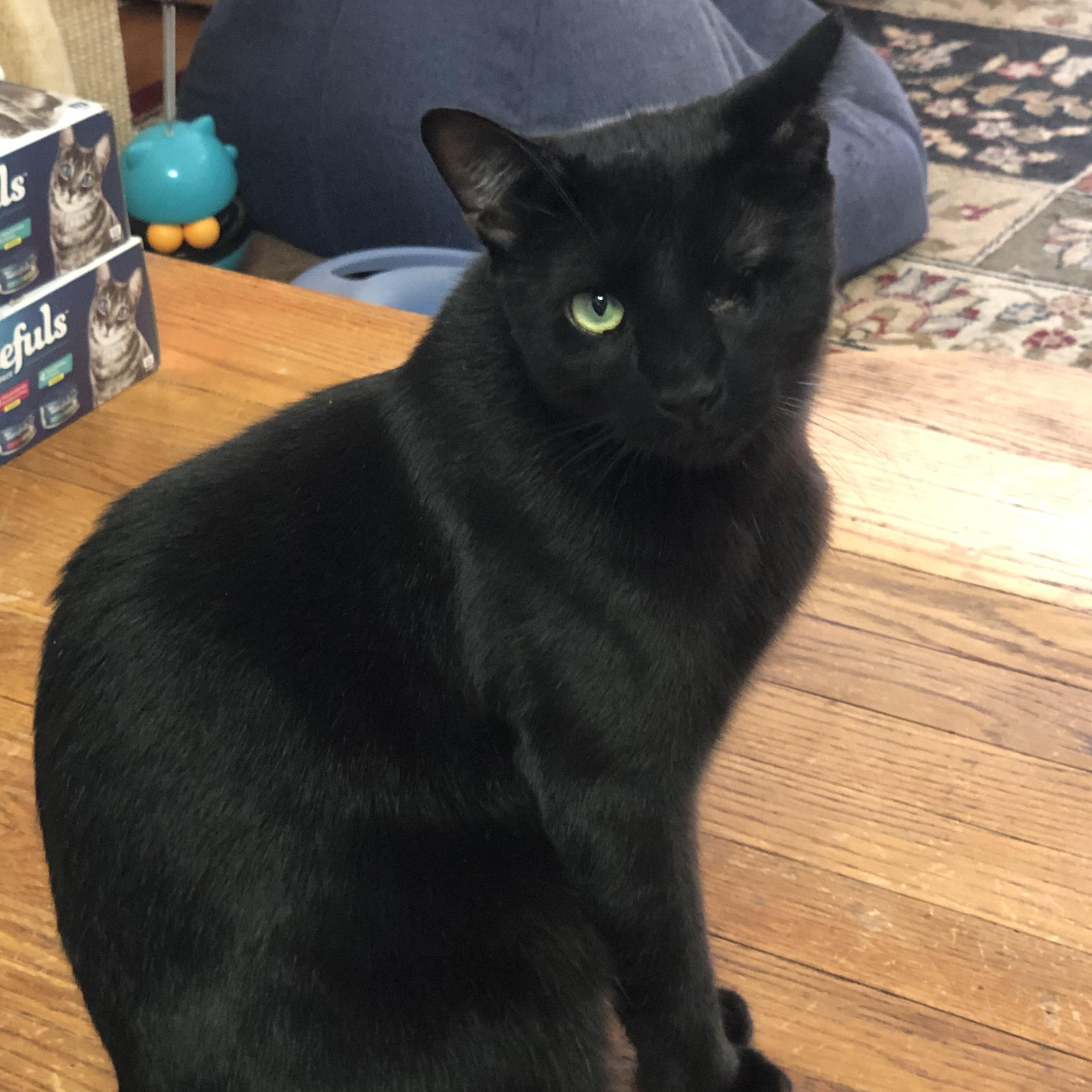 Enlarge Nero/Kirk, a Adoptable Domestic Short Hair in New York, NY image 3/6