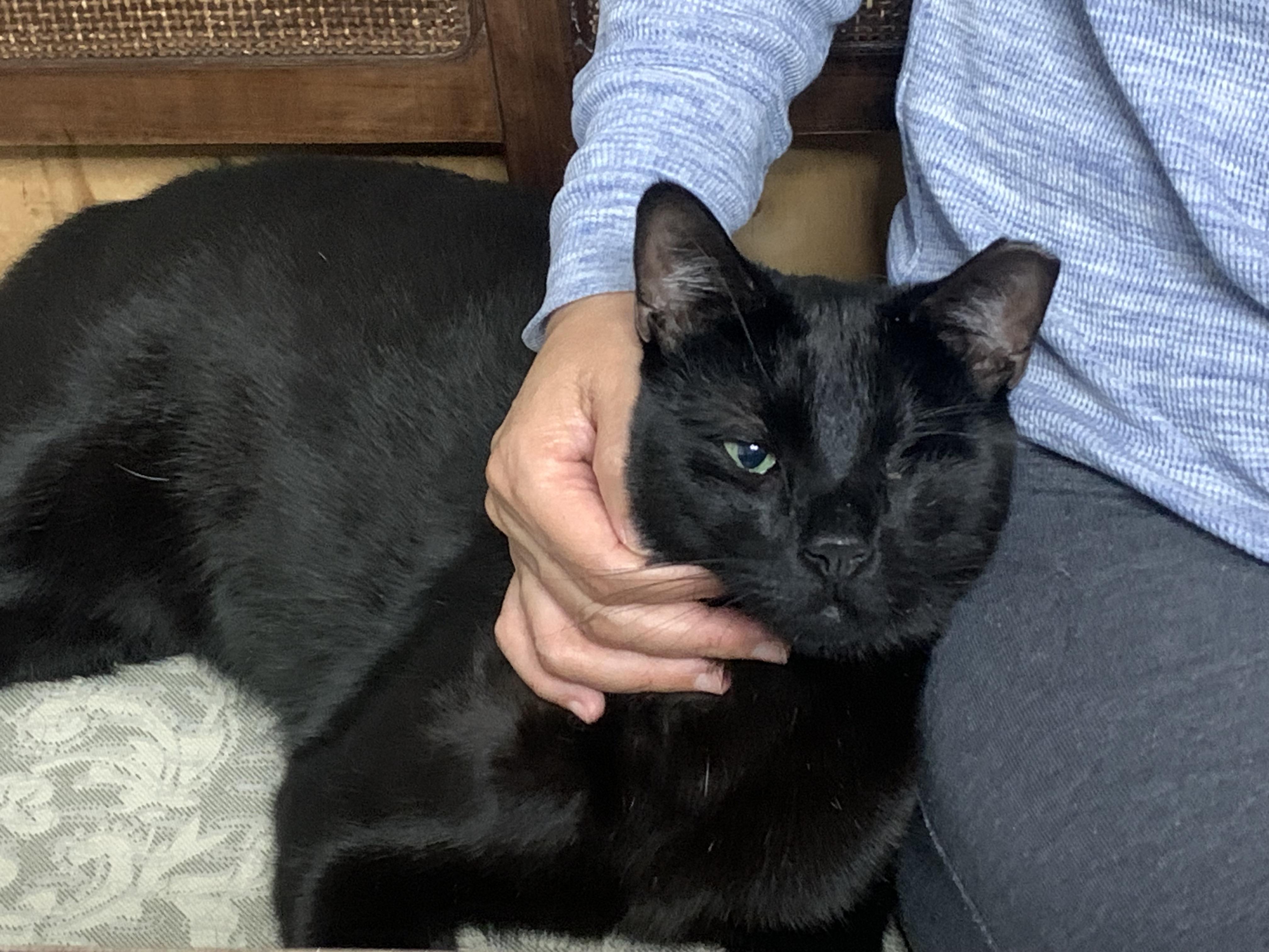 Enlarge Nero/Kirk, a Adoptable Domestic Short Hair in New York, NY image 6/6