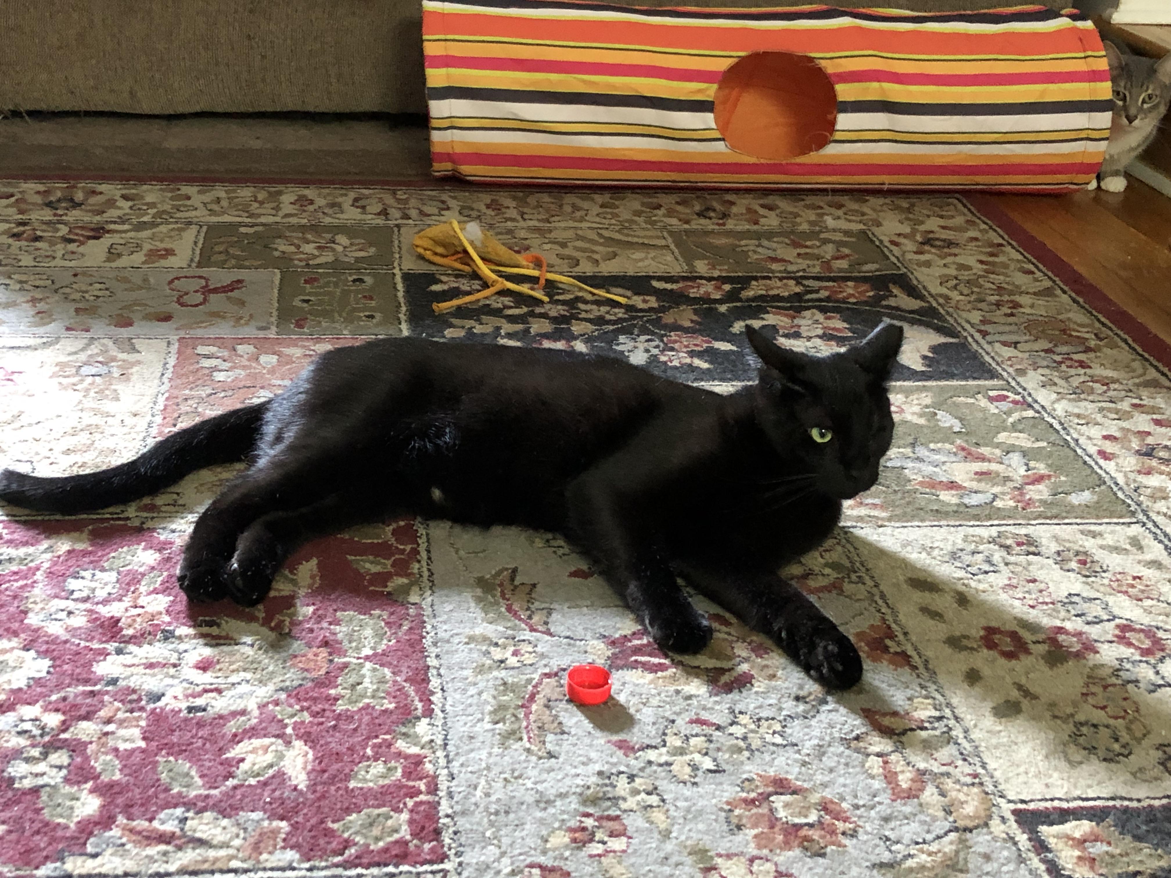 Enlarge Nero/Kirk, a Adoptable Domestic Short Hair in New York, NY image 2/6
