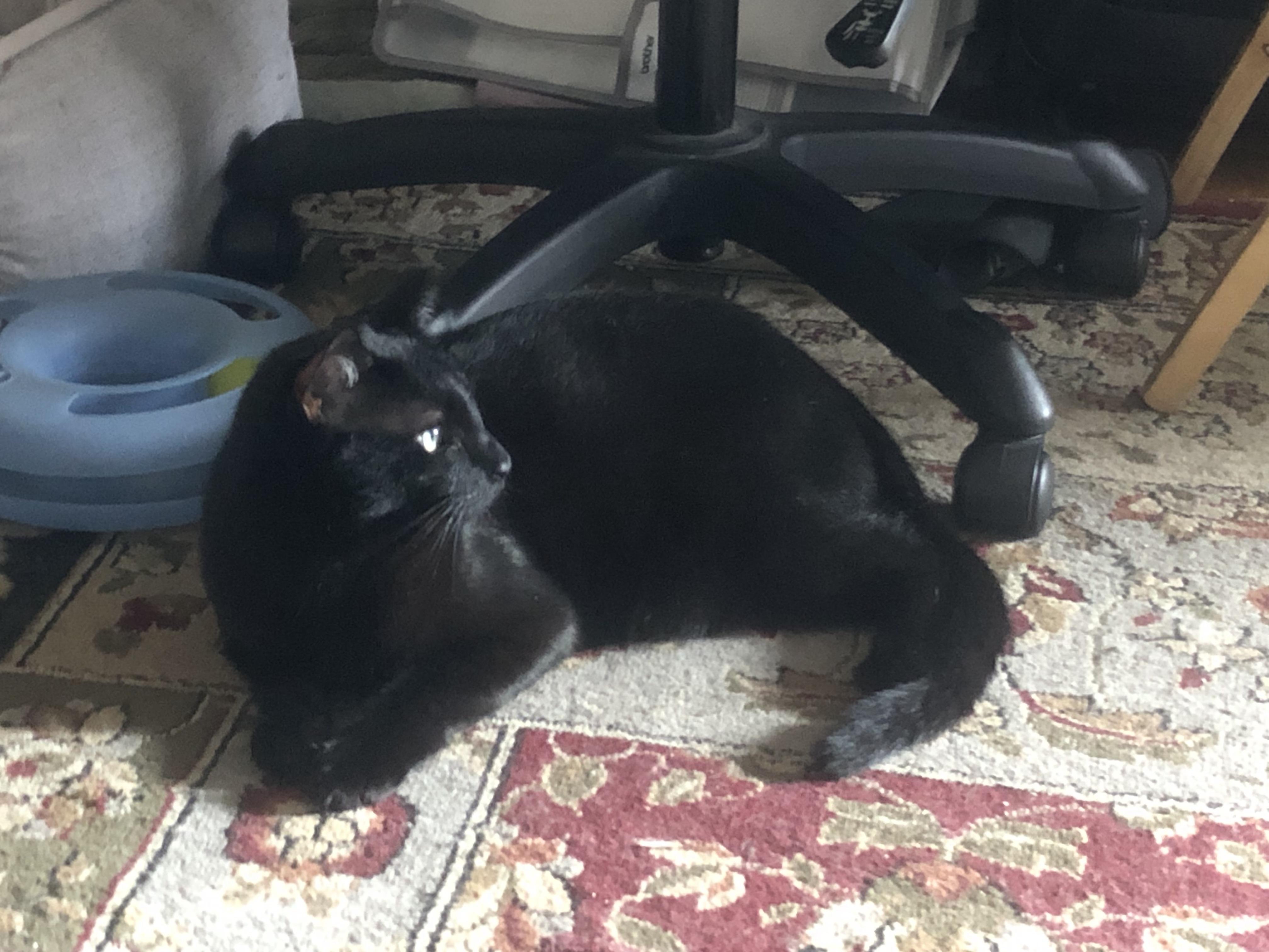 Enlarge Nero/Kirk, a Adoptable Domestic Short Hair in New York, NY image 5/6