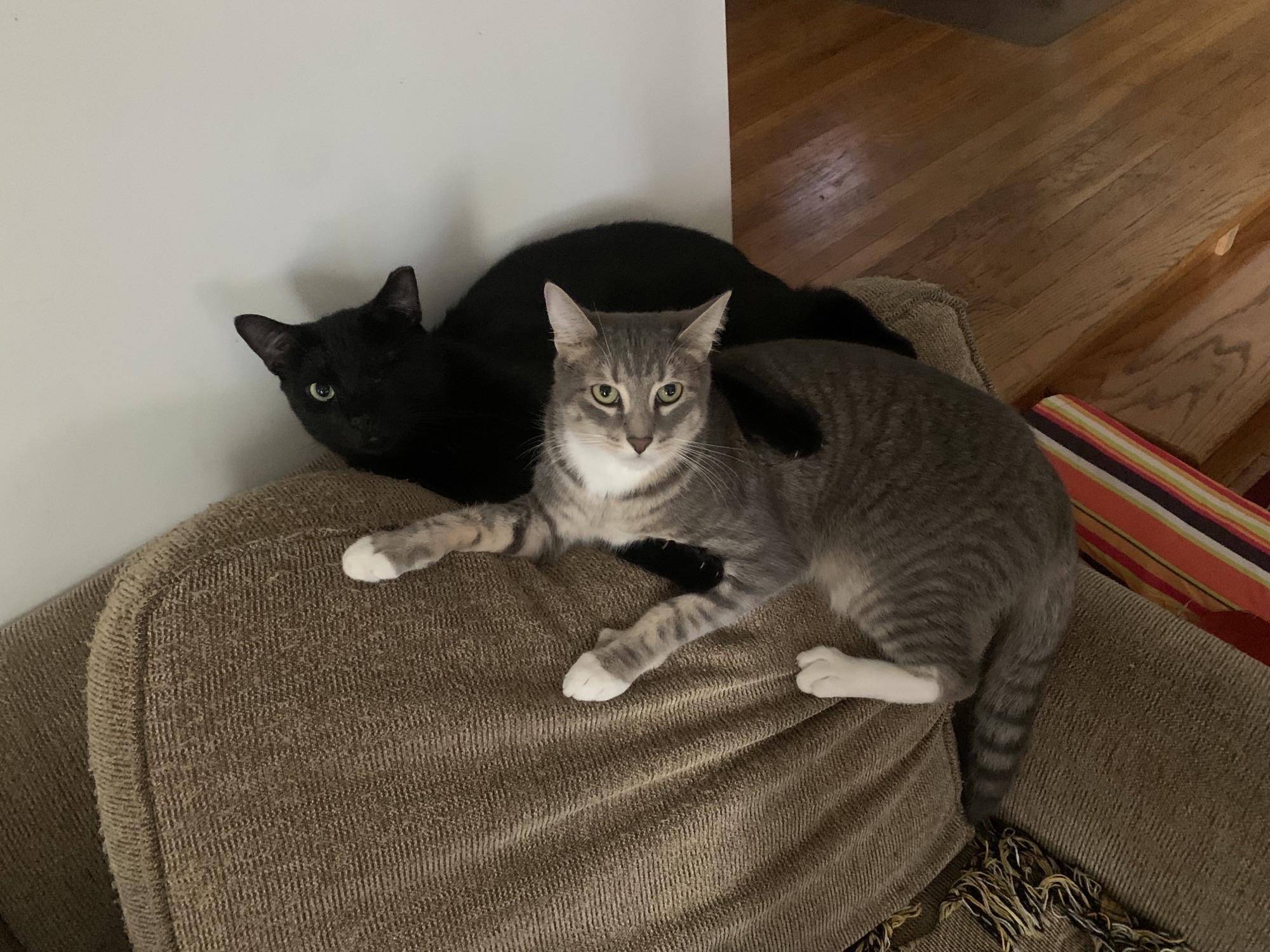 Nero/Kirk, Adoptable, Adult Male Domestic Short Hair.