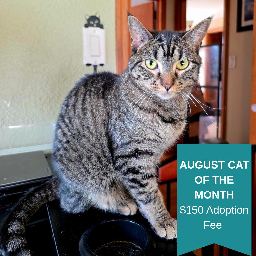 Calamity, Adoptable, Young Female Domestic Short Hair.