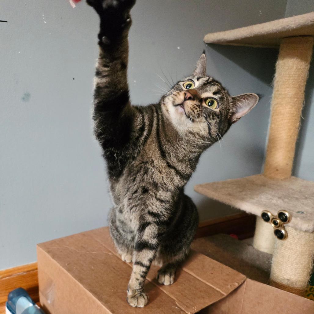 Calamity, Adoptable, Young Female Domestic Short Hair.