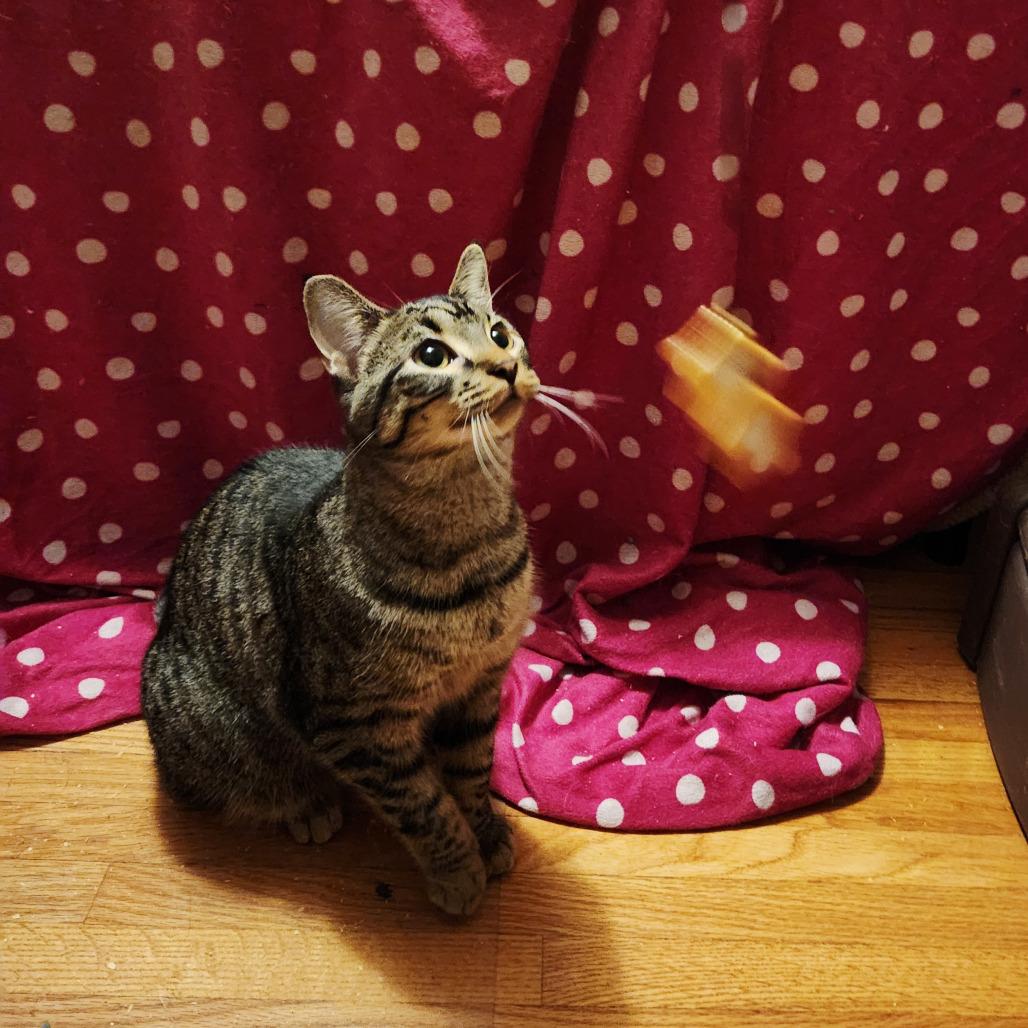 Enlarge Calamity, a Adoptable Domestic Short Hair in Inver Grove Heights, MN image 1/1