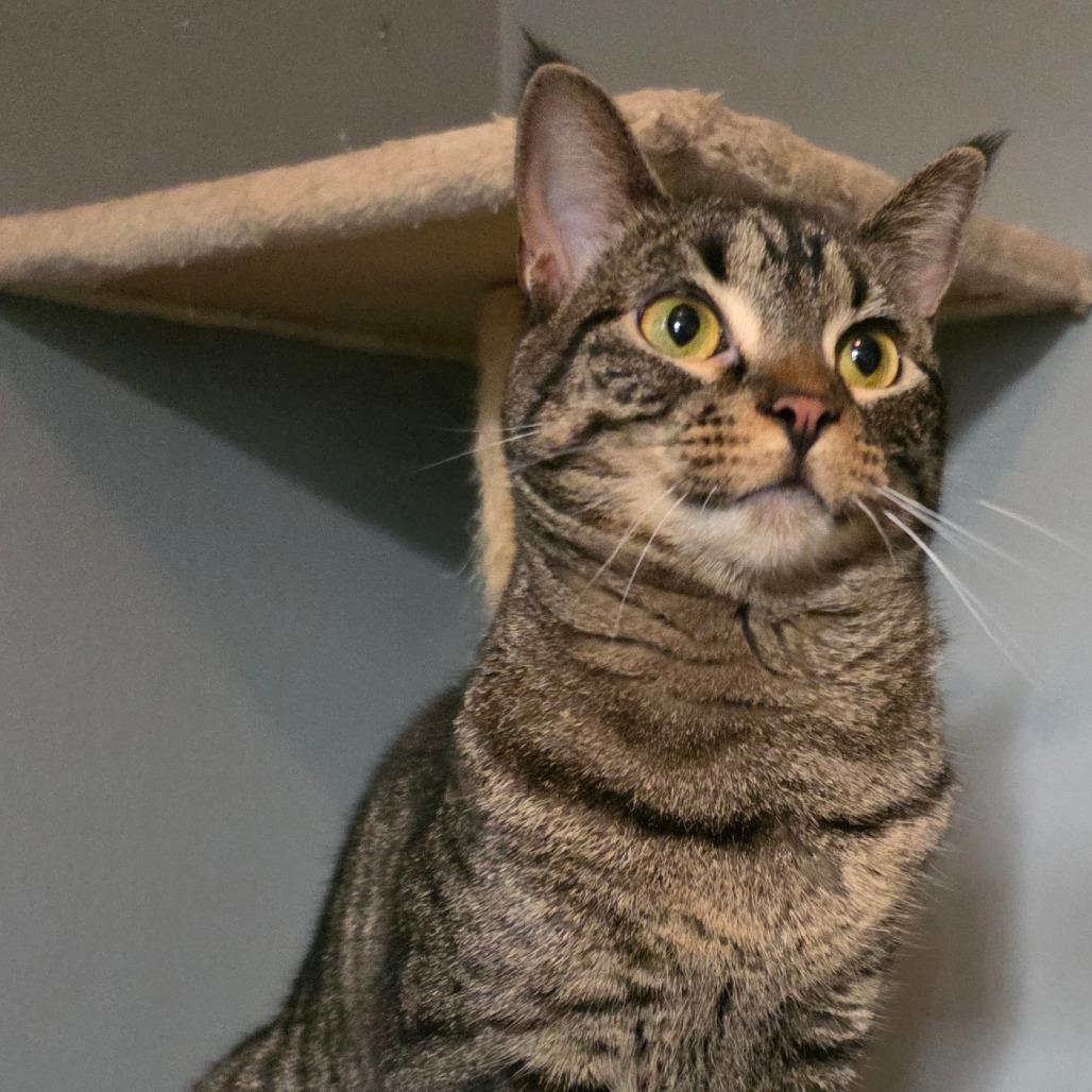 Calamity, a Adoptable Domestic Short Hair in Inver Grove Heights, MN image 4/4