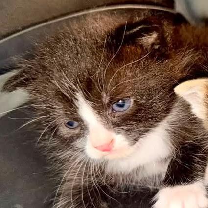 Moo, Adoptable, Kitten Male Domestic Short Hair.