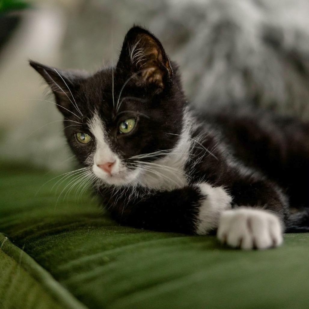 Enlarge Moo, a Adoptable Domestic Short Hair in Meridian, ID image 2/5