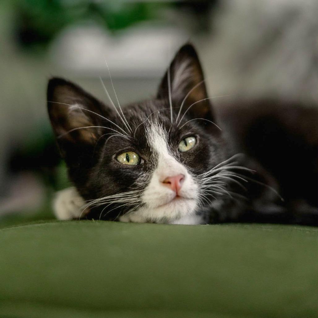 Enlarge Moo, a Adoptable Domestic Short Hair in Meridian, ID image 3/5