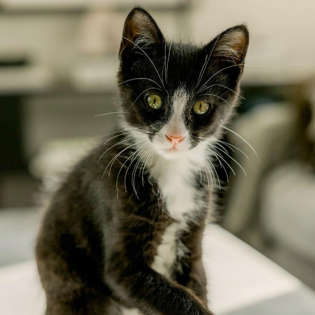Enlarge Moo, a Adoptable Domestic Short Hair in Meridian, ID image 4/5