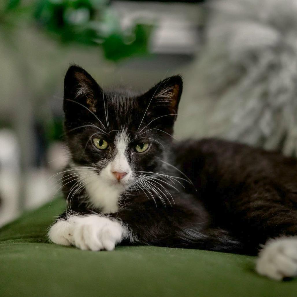 Enlarge Moo, a Adoptable Domestic Short Hair in Meridian, ID image 5/5