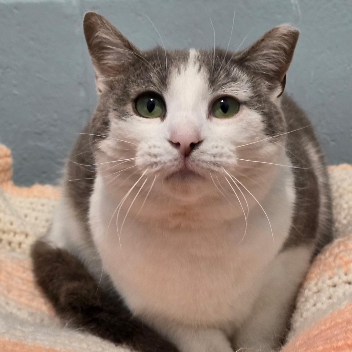 Hissy Missy aka Ms. Hiss A Lot, ADOPTABLE, Adult Female Domestic Short Hair.